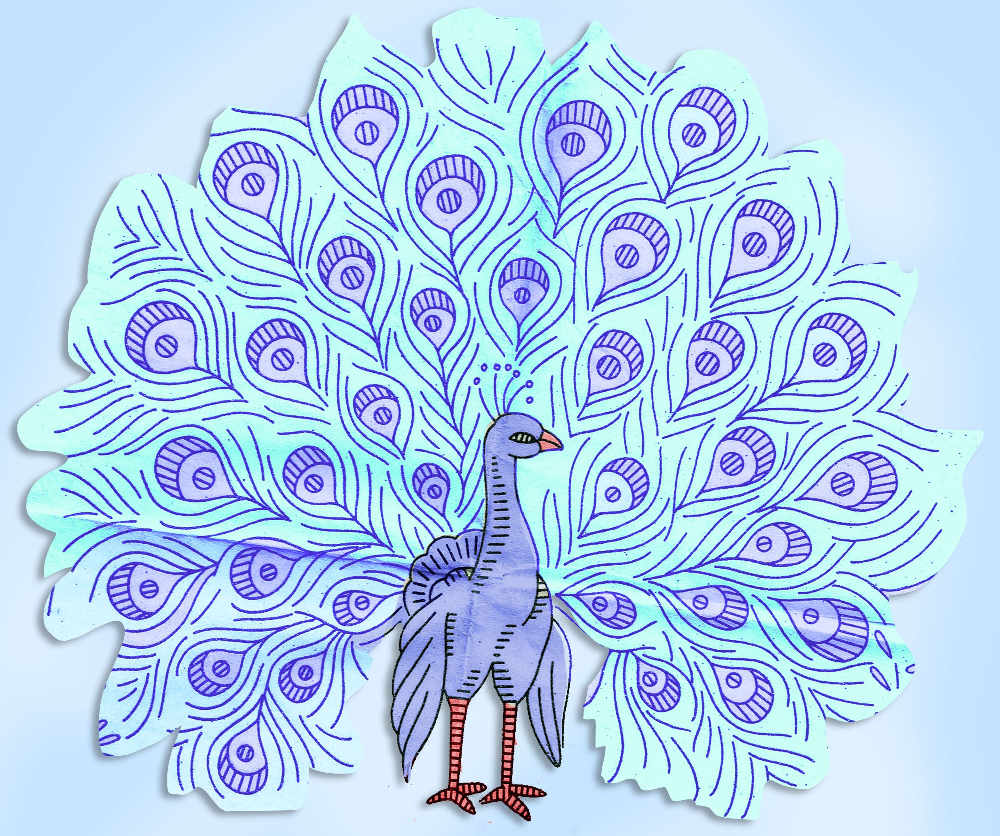 STAGE 2 and 3: GEOGRAPHY CONTENT - BEAUTIFUL BIRD, FABULOUS FEATHERS - A  Peacock Portrait